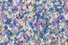 015-76936 - Schaumflocken Kornblumen 150 ml